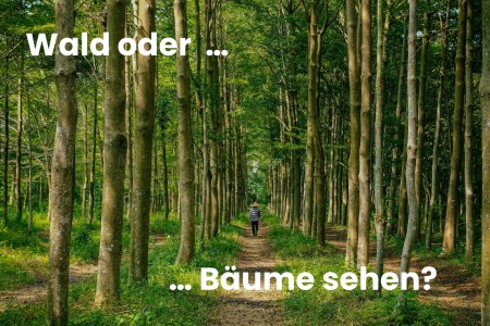 Den Wald oder doch die Bäume sehen